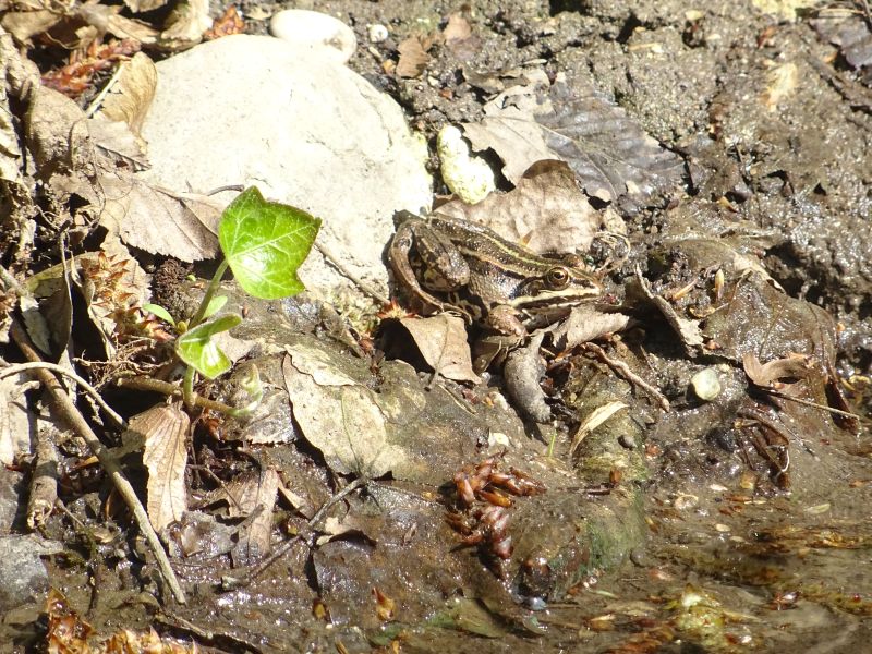 da determinare..... Pelophylax sp. (MN)